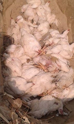 sirha kukhura nasta2