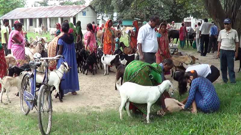 free animal health camp inaruwa1